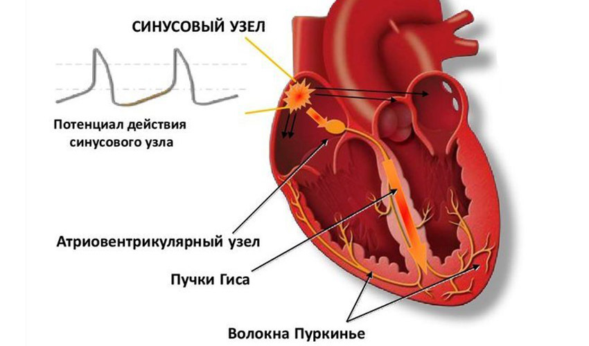 Синусовый лис фото