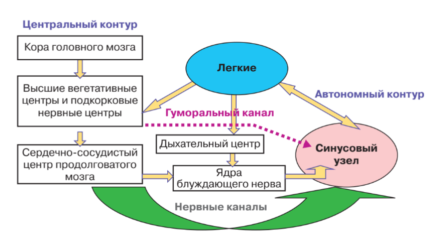 Двухконтурная модель регуляции сердечного ритма. Схема двухконтурной модели регуляции сердечного ритма. Центральный и автономный контур регуляции. Основные физиологические механизмы регуляции сердечного ритма.