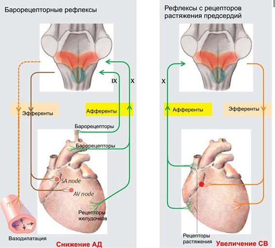 Схема рефлекса бейнбриджа